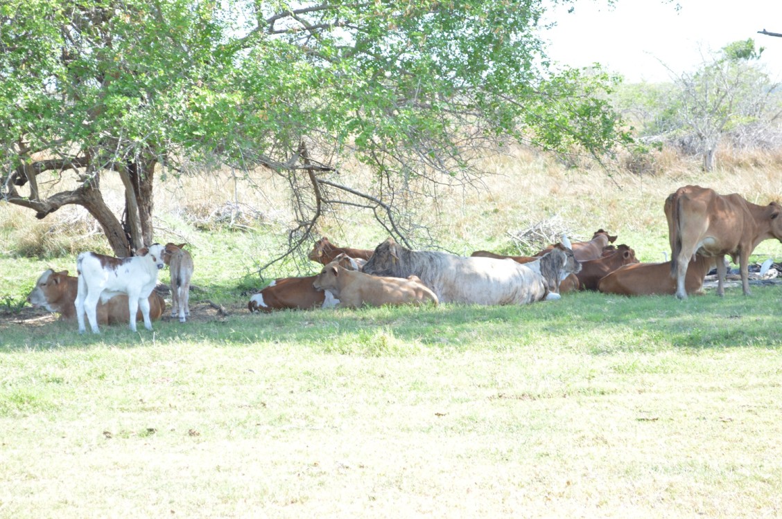 Debe preocupar a las autoridades de salud el caso de miasis humana