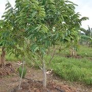 Gobiernos se olvidan de las comunidades del municipio de Carmen