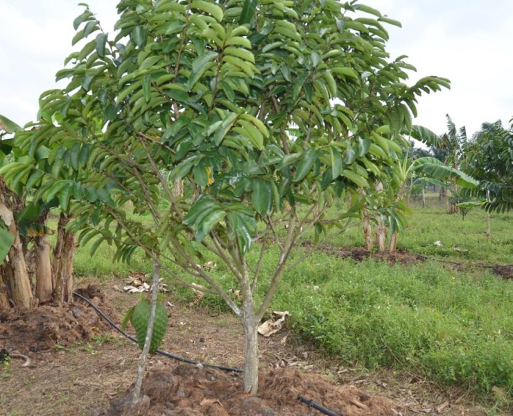 Gobiernos se olvidan de las comunidades del municipio de Carmen