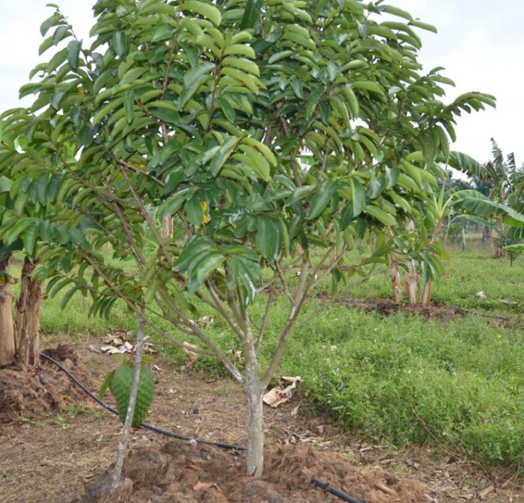 Gobiernos se olvidan de las comunidades del municipio de Carmen