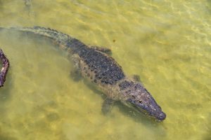 Durante la jornada, los funcionarios visitaron lugares emblemáticos como Elepetén, un cenote tipo aguada ubicado en medio de manglares que albergan especies como cocodrilos y aves nativas. 