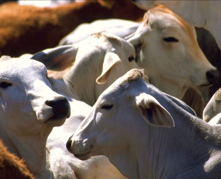 EEUU cierra las fronteras a ganado mexicano