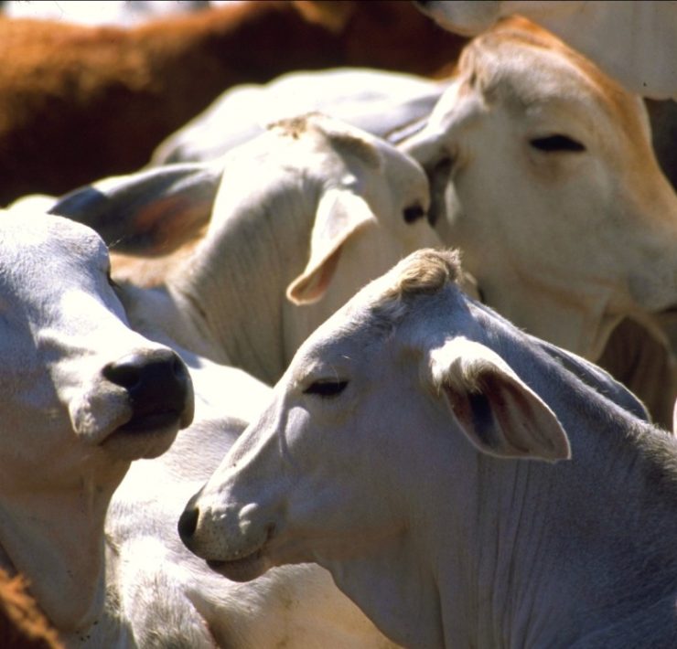 EEUU cierra las fronteras a ganado mexicano