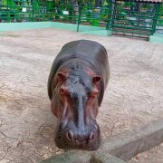 Sin emergencia en el ecoparque en esta temporada de calor