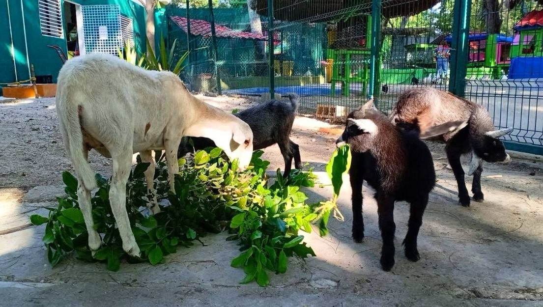 Sin emergencia en el ecoparque en esta temporada de calor