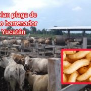 ¡Alerta superada! Controlan plaga del Gusano Barrenador en Yucatán