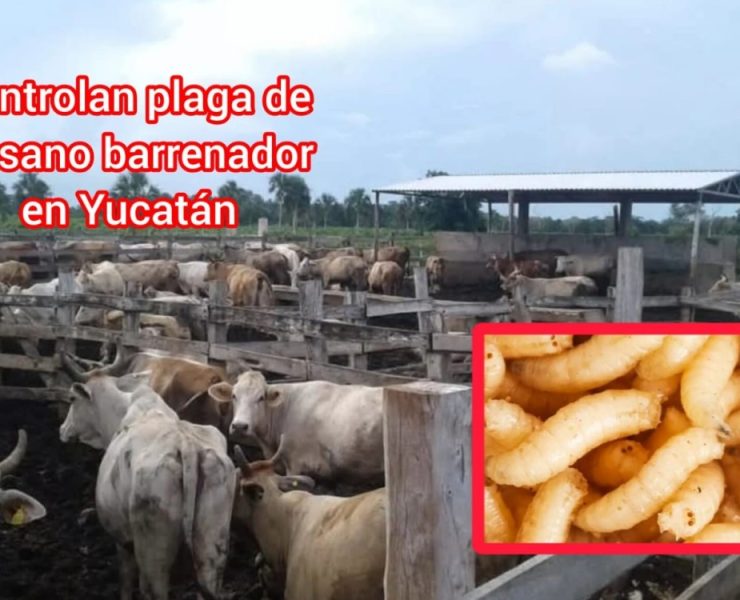 ¡Alerta superada! Controlan plaga del Gusano Barrenador en Yucatán