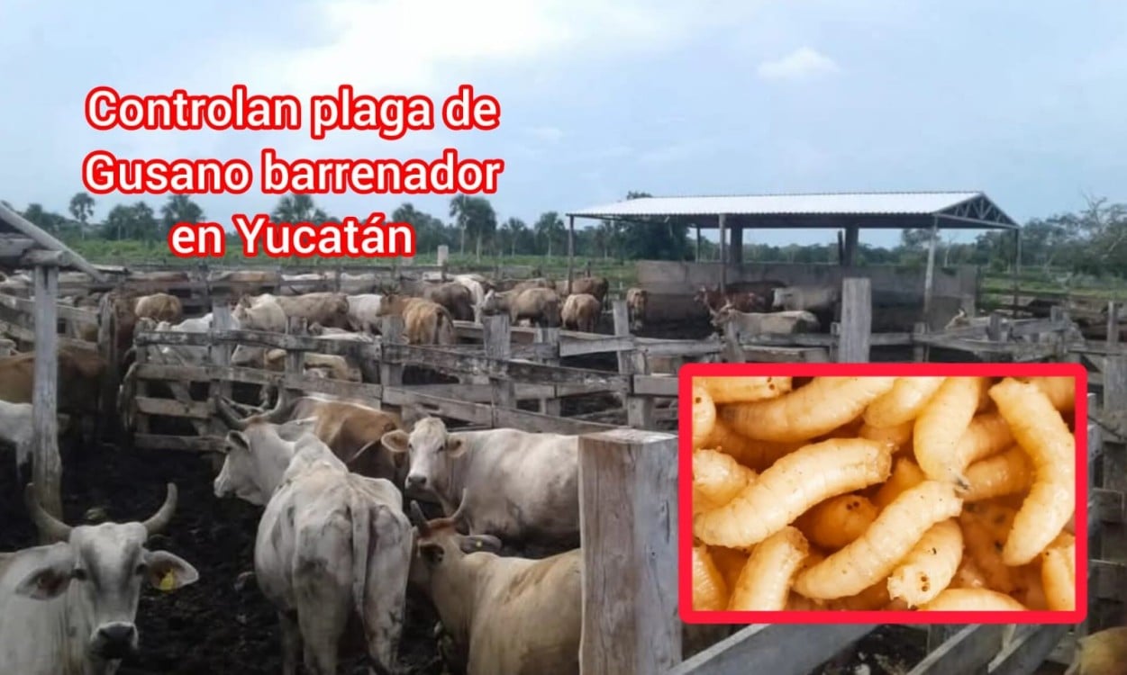 ¡Alerta superada! Controlan plaga del Gusano Barrenador en Yucatán