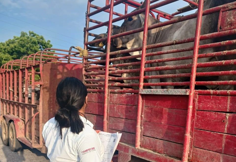 Gobierno de Campeche abandonó el tema de salud animal