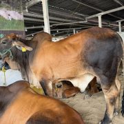 Gobierno de Campeche abandonó el tema de salud animal