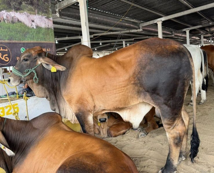 Gobierno de Campeche abandonó el tema de salud animal
