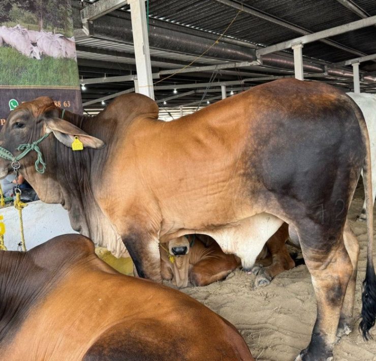 Gobierno de Campeche abandonó el tema de salud animal