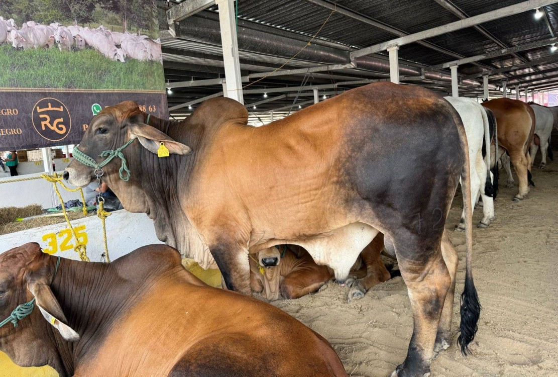 Gobierno de Campeche abandonó el tema de salud animal
