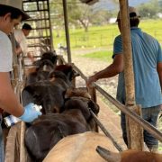 Afecta a ganaderos cierre de frontera por gusano barrenador