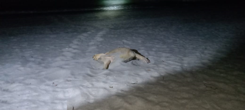 Intentaron robar una tortuga que llegó a anidar