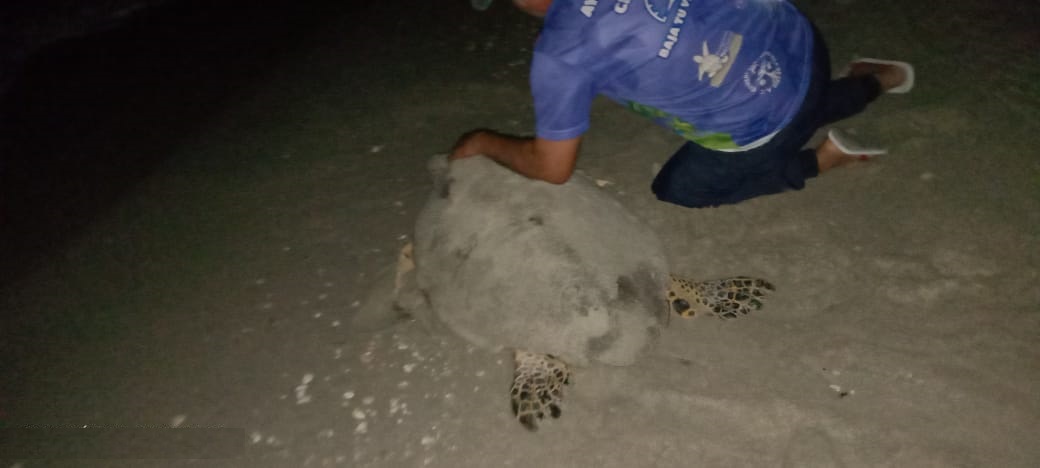 Intentaron robar una tortuga que llegó a anidar