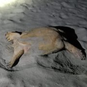 Intentaron robar una tortuga que llegó a anidar