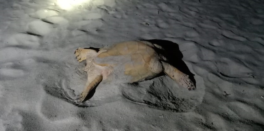 Intentaron robar una tortuga que llegó a anidar