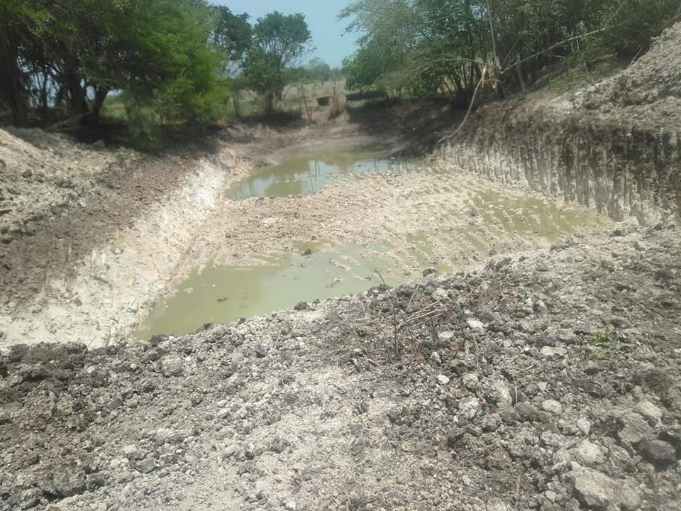 Altas temperaturas afectan al sector ganadero