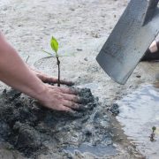 Conciencia para recuperar los bosques de manglares