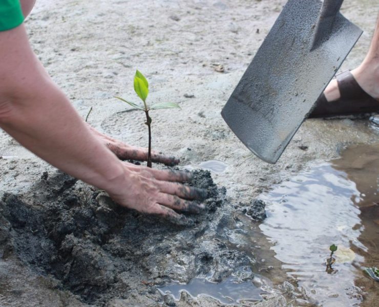 Conciencia para recuperar los bosques de manglares