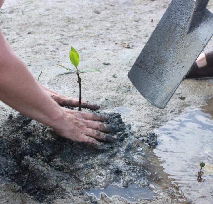 Conciencia para recuperar los bosques de manglares
