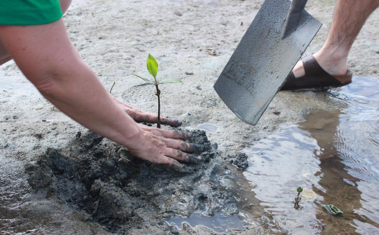 Conciencia para recuperar los bosques de manglares