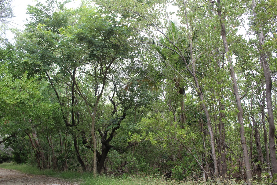 Conciencia para recuperar los bosques de manglares