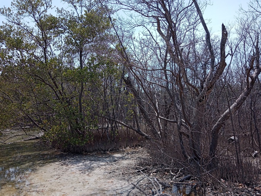 Conciencia para recuperar los bosques de manglares