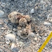 Primeros polluelos de charrán mínimo en Ciudad del Carmen