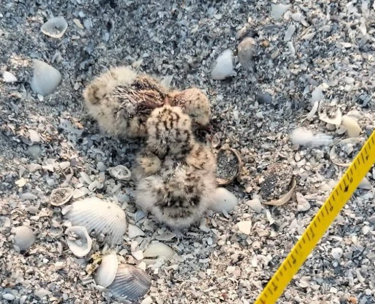 Primeros polluelos de charrán mínimo en Ciudad del Carmen