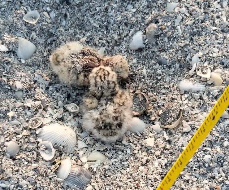 Primeros polluelos de charrán mínimo en Ciudad del Carmen