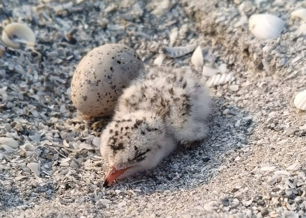Primeros polluelos de charrán mínimo en Ciudad del Carmen