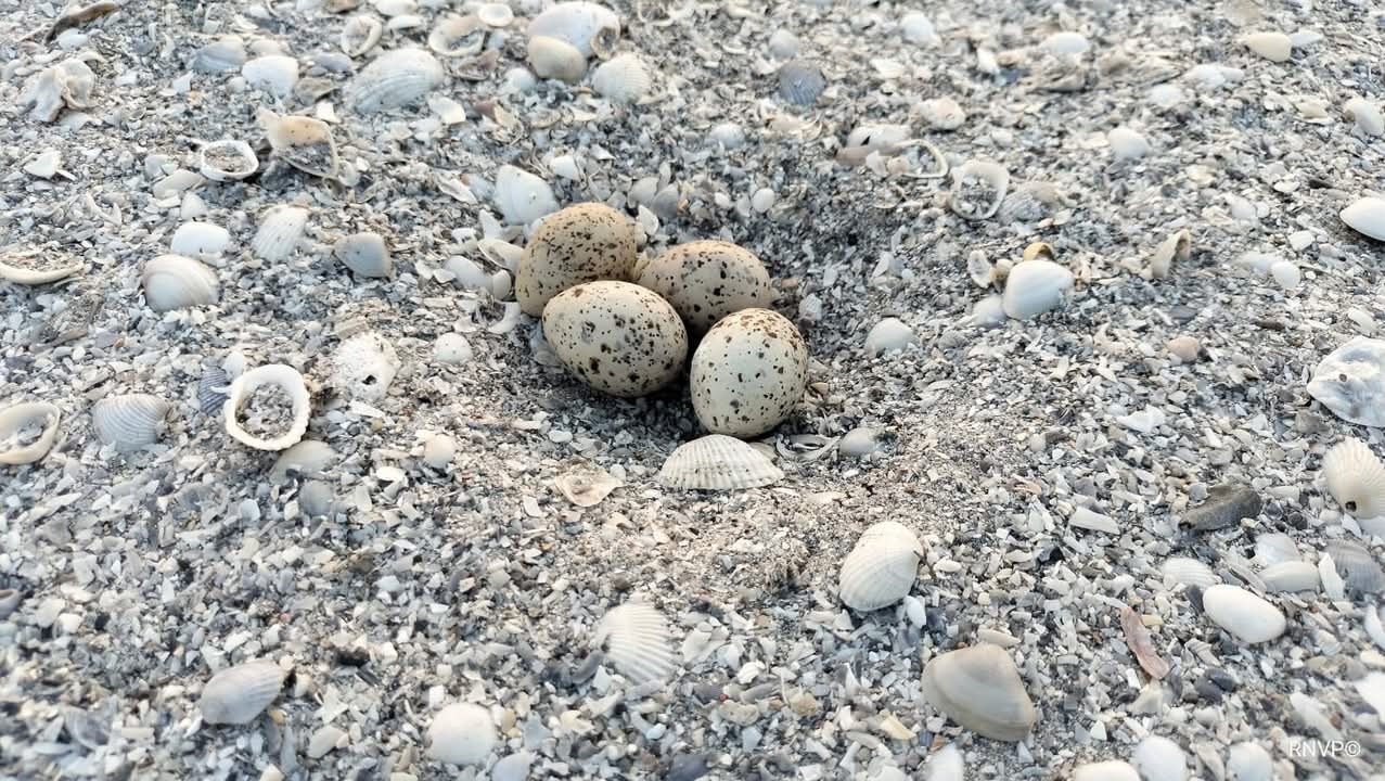 Primeros polluelos de charrán mínimo en Ciudad del Carmen