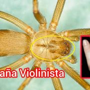 Peligrosa araña violinista: cómo identificarla, evitarla y qué hacer si te pica