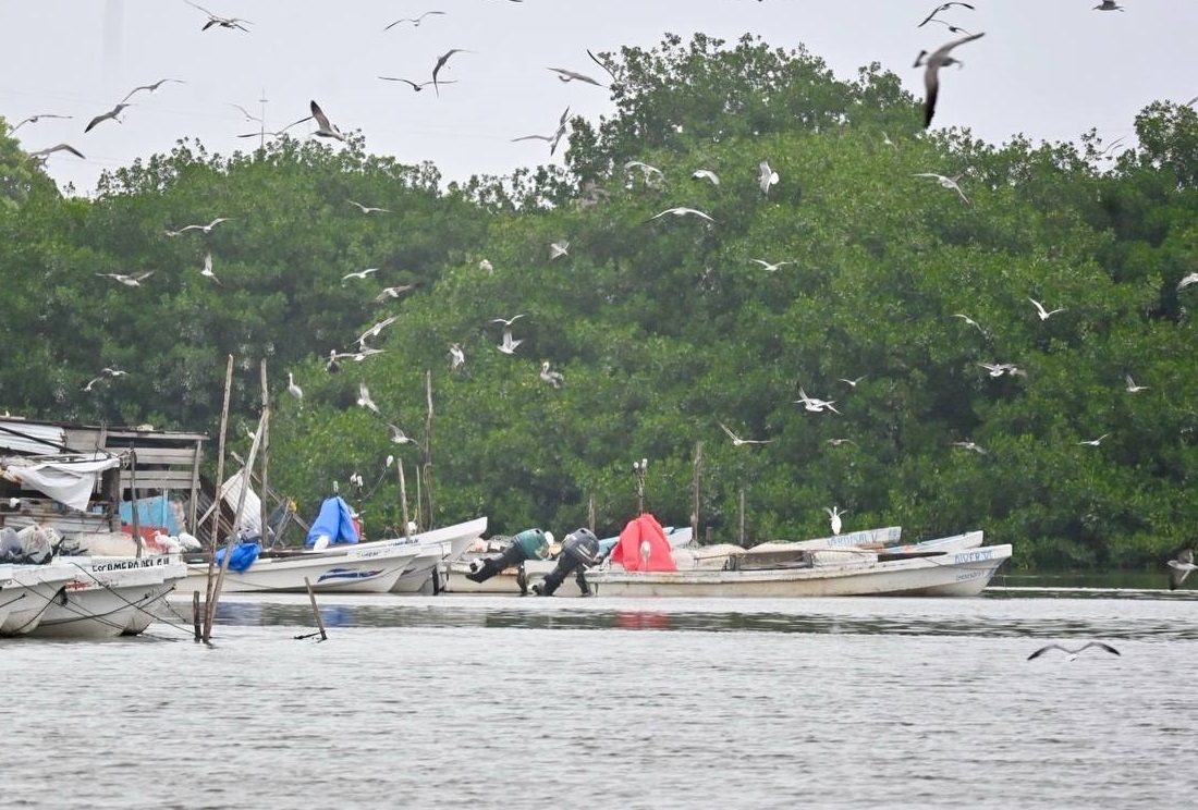 Pescadores ribereños deben respetar la veda del camarón