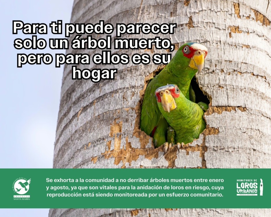 ¡Alerta Verde! Piden salvar árboles muertos en Mérida hogar vital para loros
