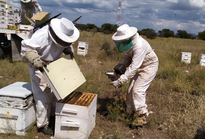 Desciende producción de miel por altas temperaturas