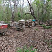 Desciende producción de miel por altas temperaturas