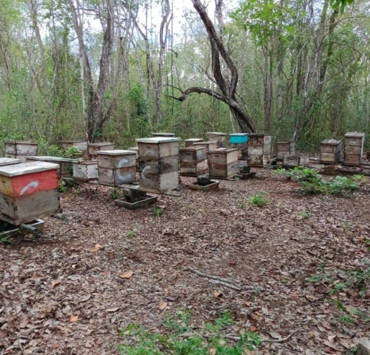 Desciende producción de miel por altas temperaturas