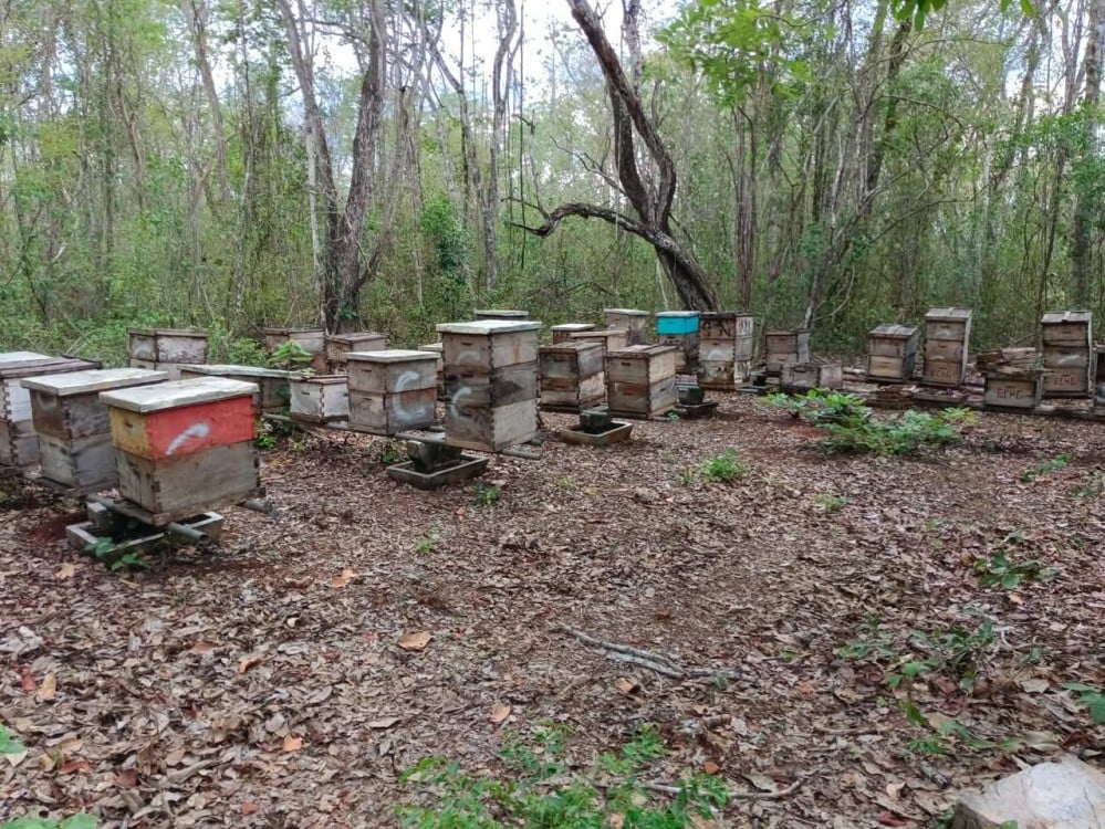 Desciende producción de miel por altas temperaturas