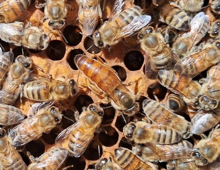 Desciende producción de miel por altas temperaturas