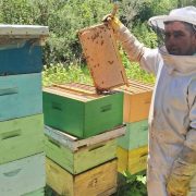 Campeche se encuentra en 5º lugar como productor de miel a nivel nacional