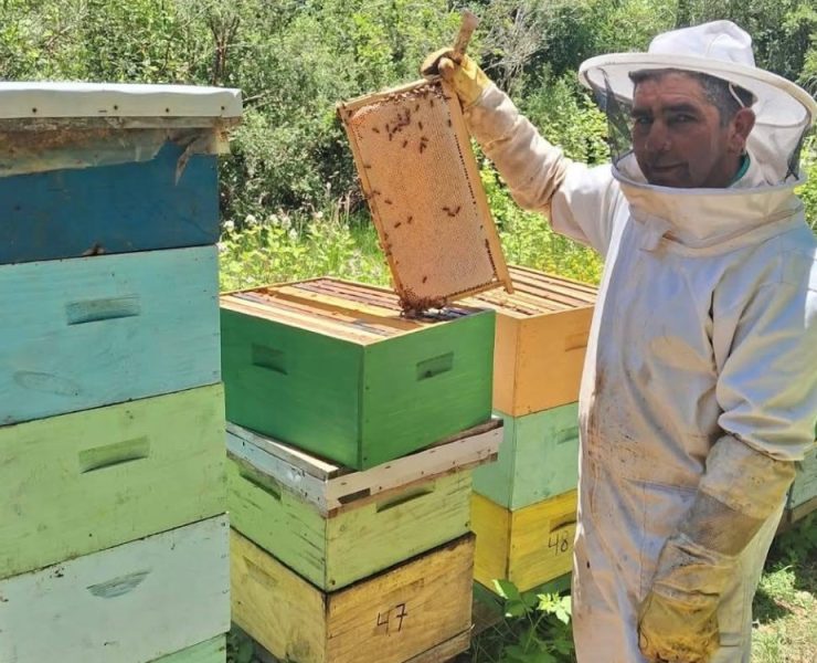 Campeche se encuentra en 5º lugar como productor de miel a nivel nacional