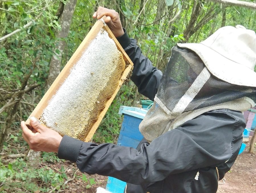 Campeche se encuentra en 5º lugar como productor de miel a nivel nacional
