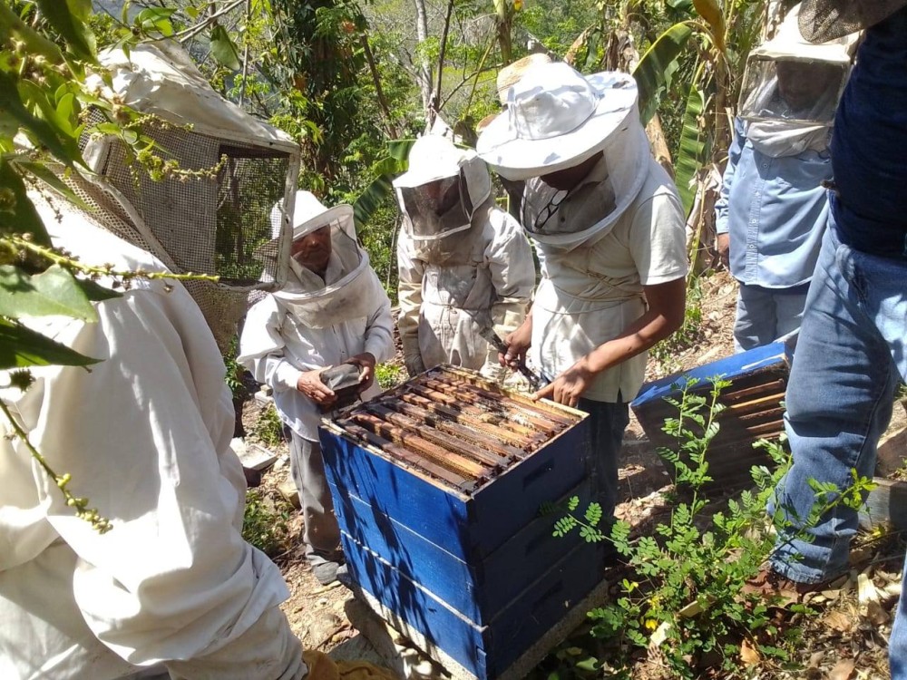 Campeche se encuentra en 5º lugar como productor de miel a nivel nacional