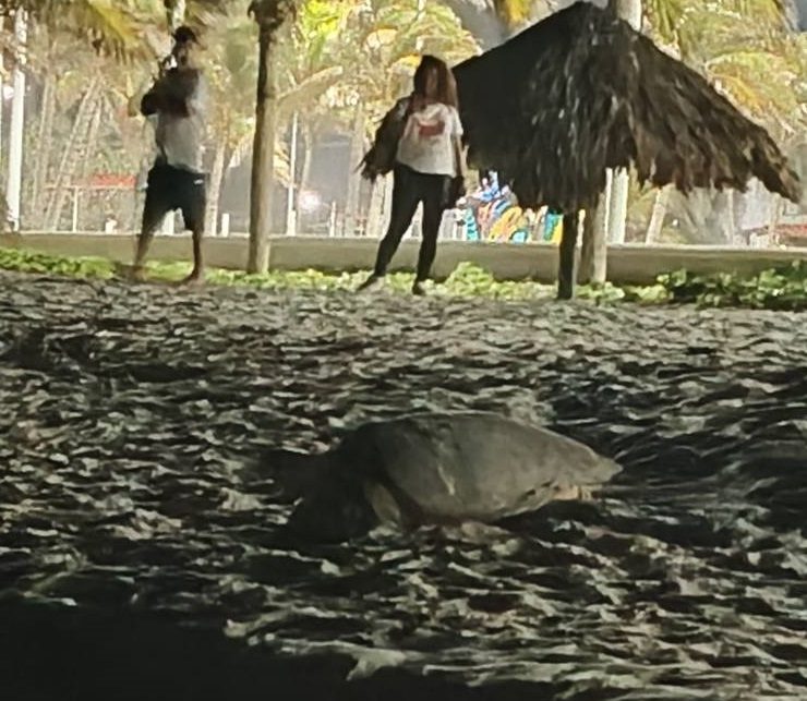 Se registra la tercera anidación de tortuga carey en el Malecón Costero