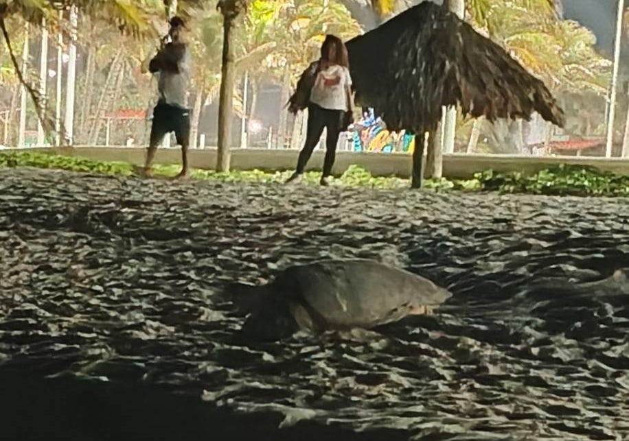 Se registra la tercera anidación de tortuga carey en el Malecón Costero