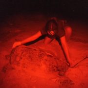 Llegan más tortugas marinas a desovar en las costas del municipio de Carmen