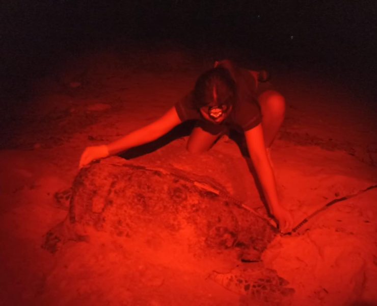 Llegan más tortugas marinas a desovar en las costas del municipio de Carmen